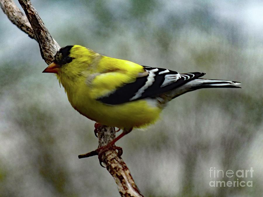 Molting Bird And Background - American Goldfinch Photograph