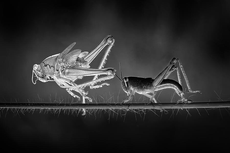 Wildlife Photograph - Molting Grasshopper by Adhi Prayoga
