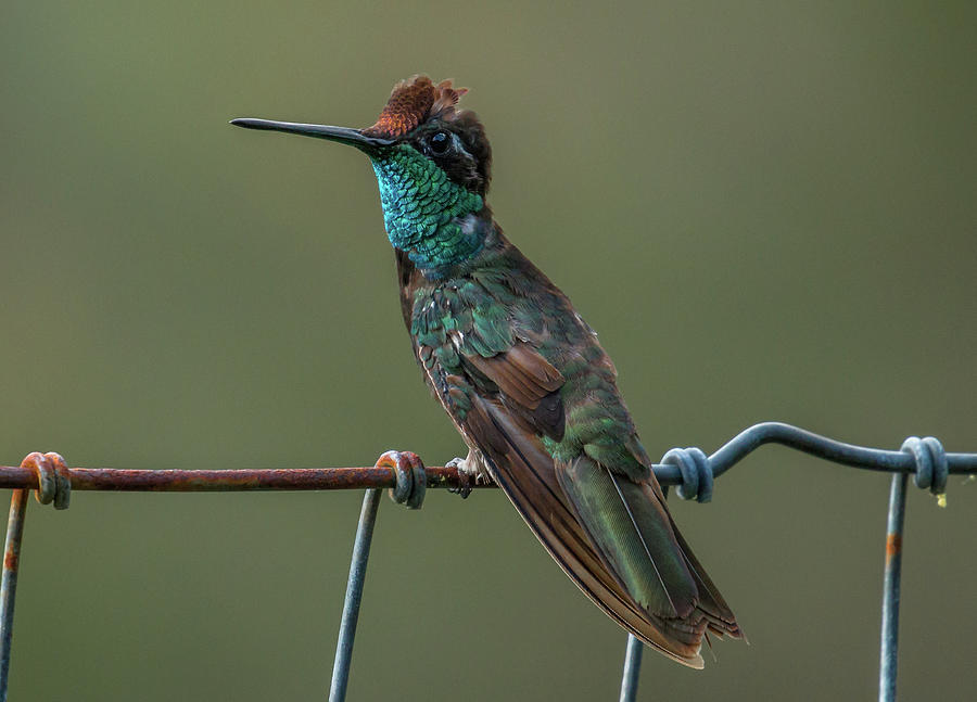 Molting Magnificent Photograph by Thomas Kaestner - Fine Art America