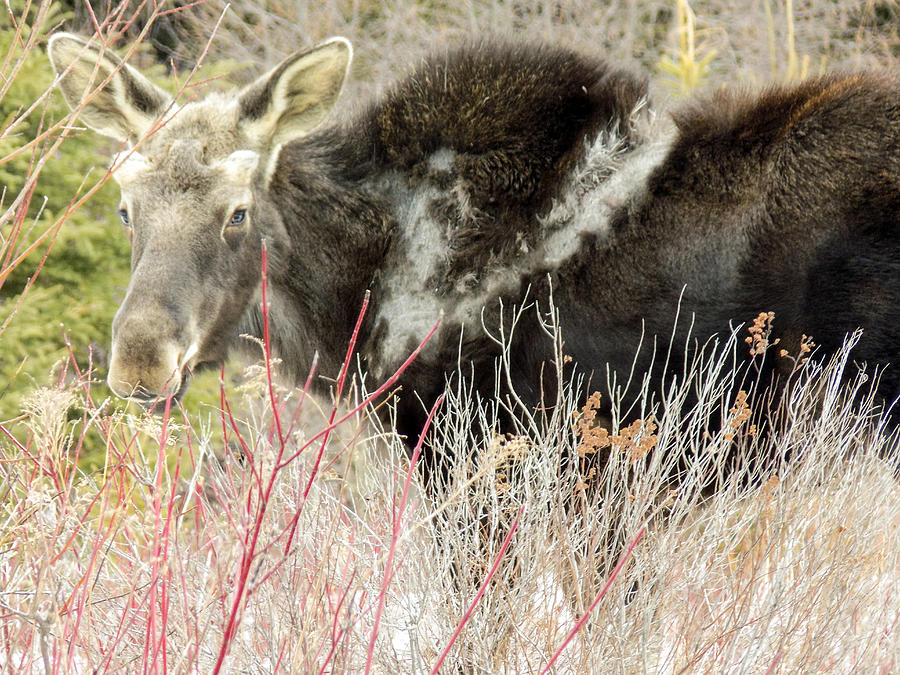 Molting Moose Photograph by Tasker -