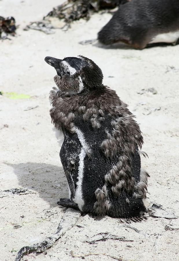 Penguin Photograph - Molting Time by Jennifer Wheatley Wolf