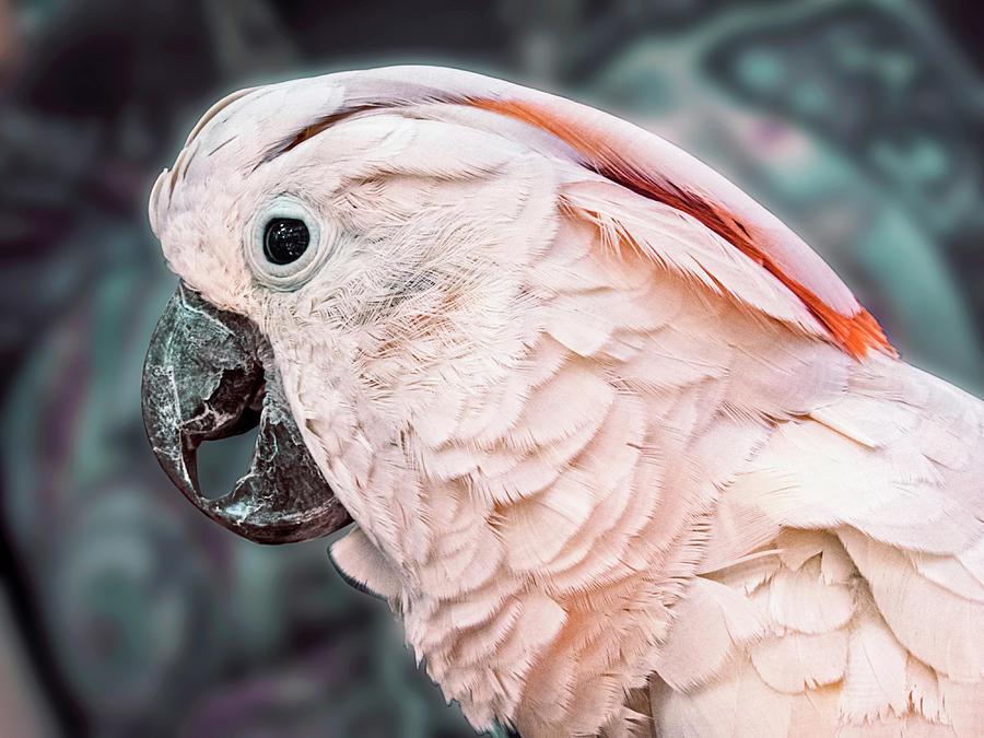 Moluccan Cockatoo Photograph by Bob Slitzan