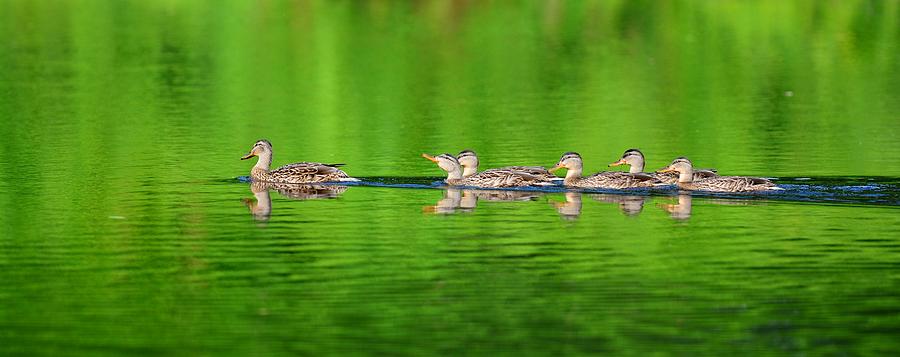 Nature Photograph - Mom and 5 babies by Jo-Ann  Matthews