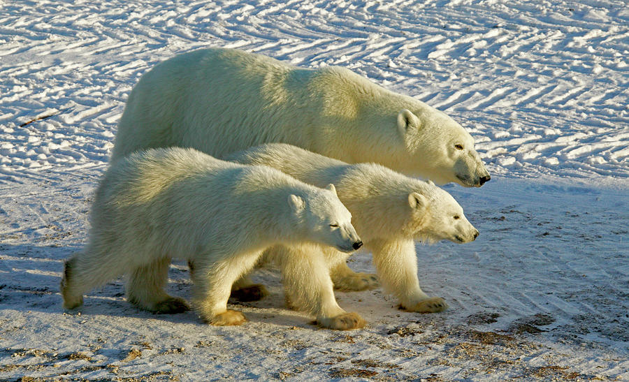 Polar Photograph - Mom and babies by Ralph Fahringer