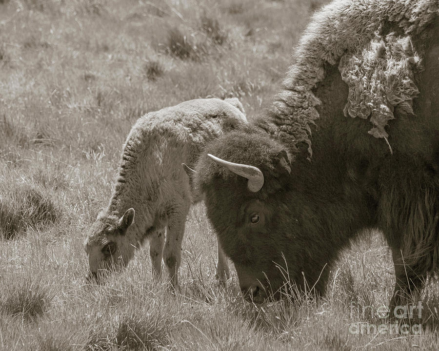 Mom And Baby Buffalo Photograph by Rebecca Margraf