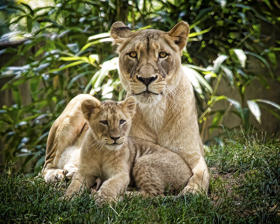 Animal Photograph - Mom and baby by Cheri McEachin