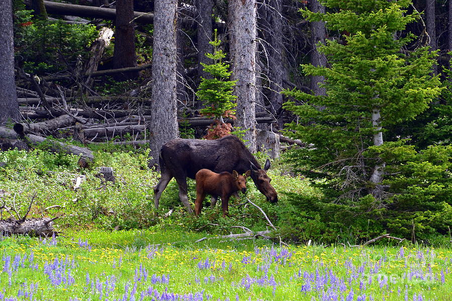 Mom and Baby by Dorrene BrownButterfield Mom and Baby by Dorrene BrownButterfield