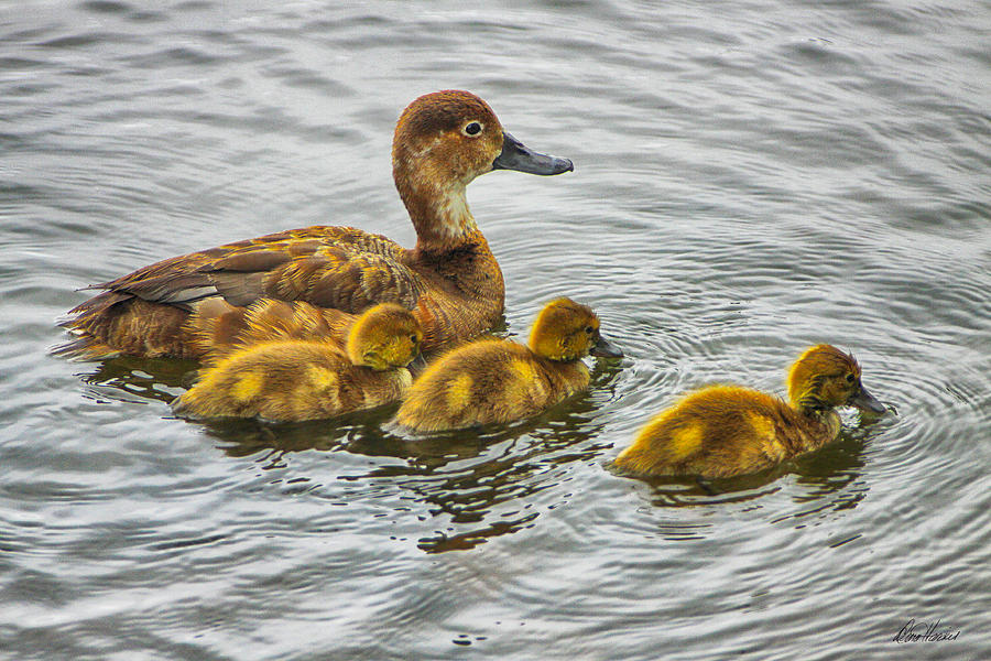 Mom and Baby Ducks Photograph by Diana Haronis