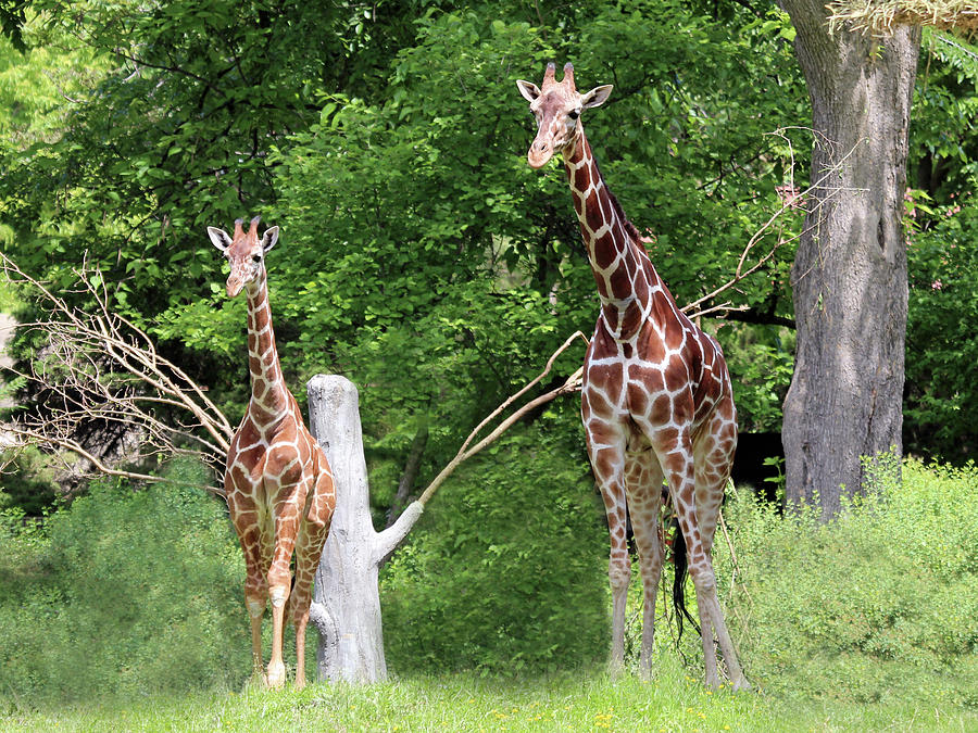 Mom and baby giraffe Photograph by Jackson Pearson