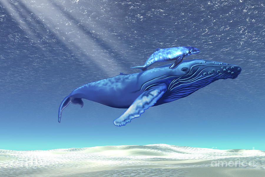 Animal Digital Art - Mom And Baby Humpback Whales Swim by Corey Ford