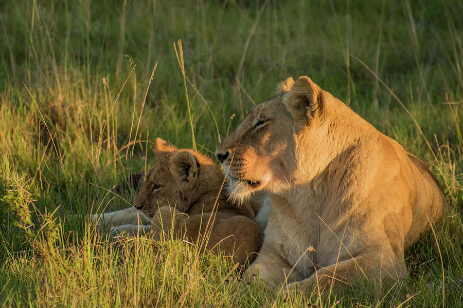 Mom and baby Photograph by Jason Wolsky | Fine Art America