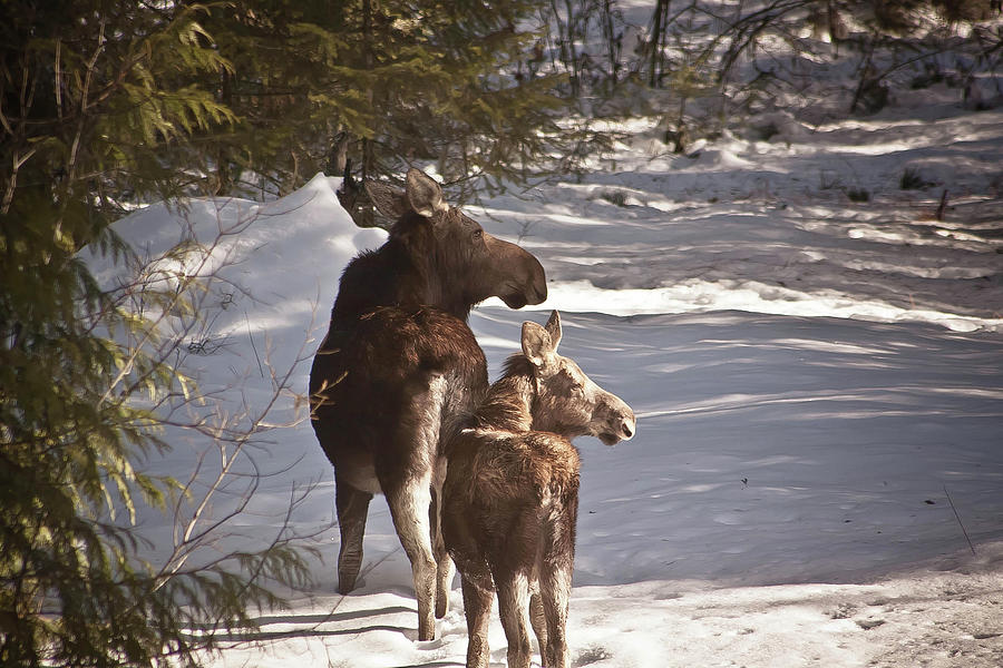 Moose Photograph - Mom and Baby by Kricket Passmore