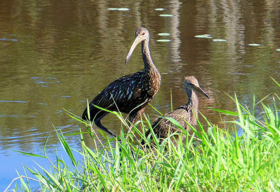Mom and Baby Limpkin Photograph by Rosalie Scanlon