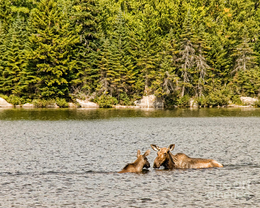 Mom and Baby Moose Photograph by Alana Ranney
