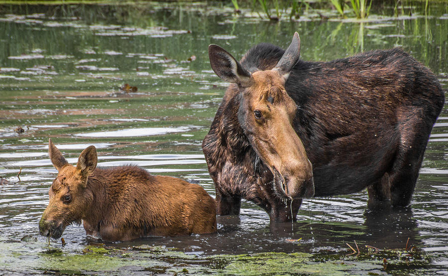 Mom And Baby Moose Photograph By Devin Luse