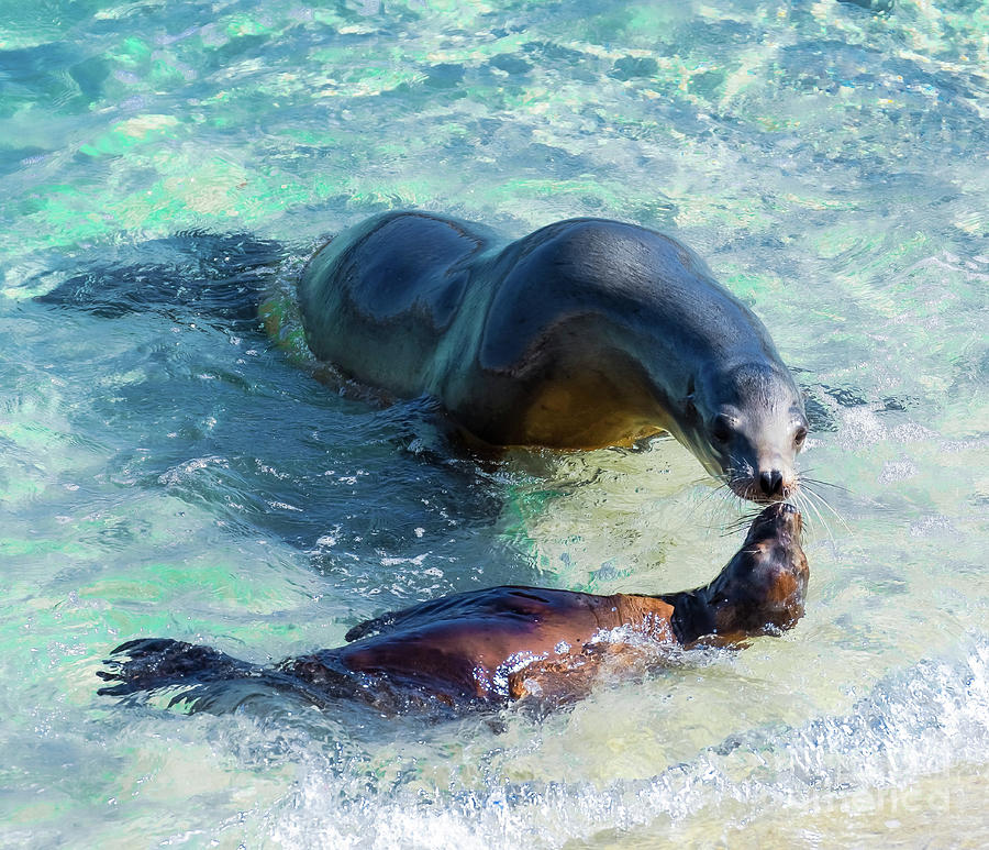 Mom And Baby Sea Lion Photograph