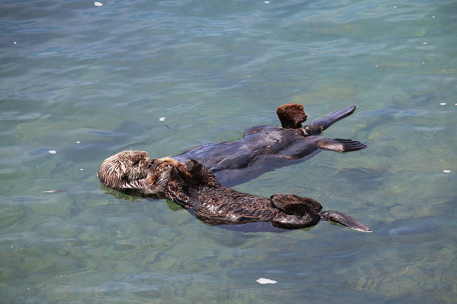 Mom and Baby Sea Otter Photograph by Art Block Collections