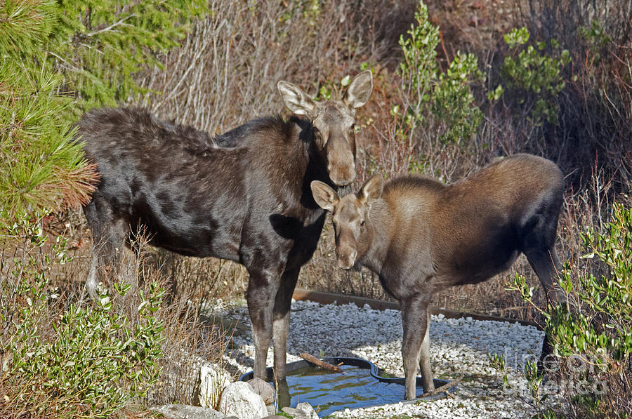 Mom and calf moose Photograph by Cindy Murphy - NightVisions