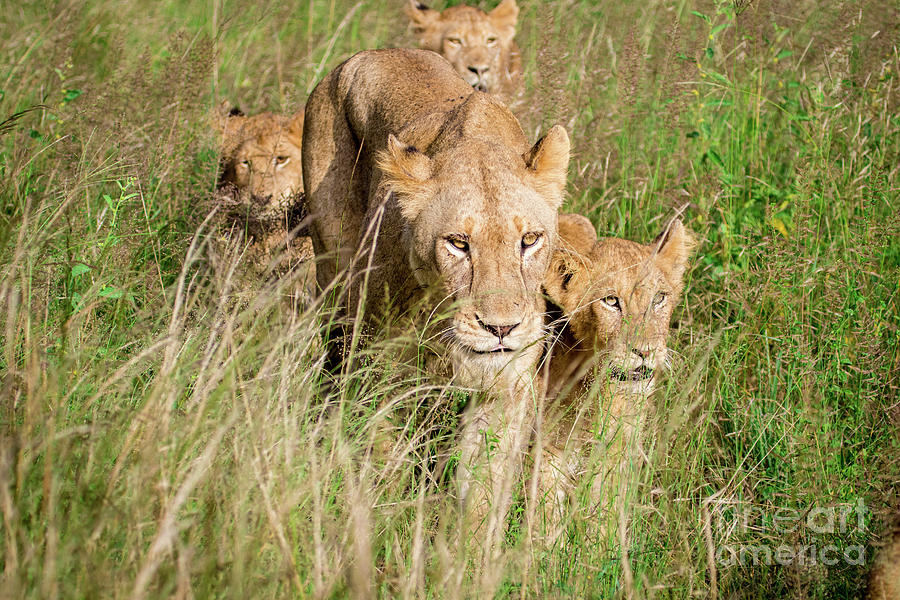 Mom and Cubs Photograph by Jennifer Ludlum
