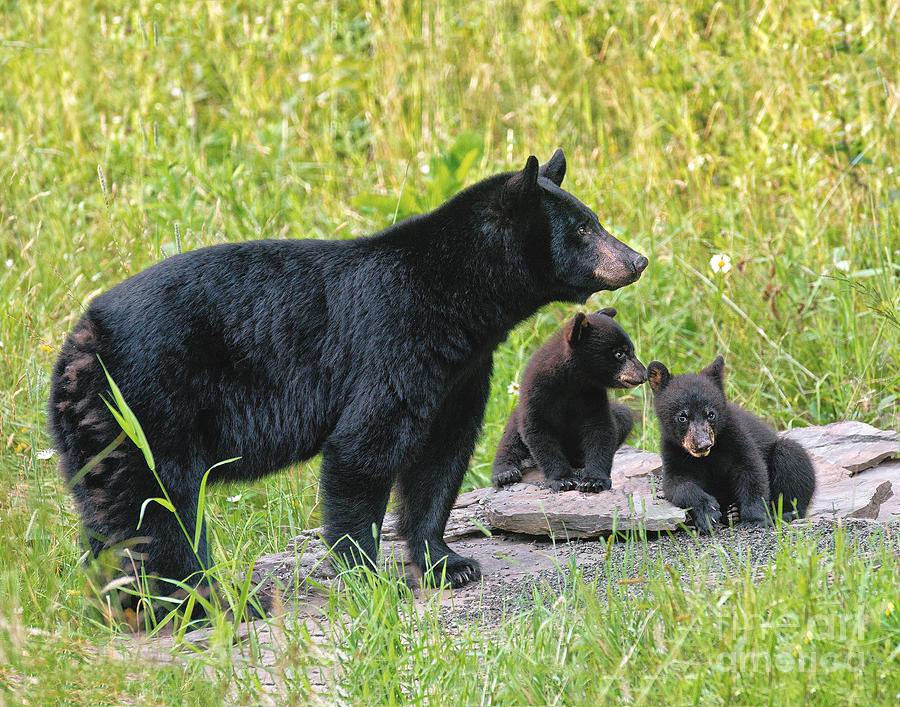 Black Bear Mom and Cubs on Rock Photograph by Timothy Flanigan Fine