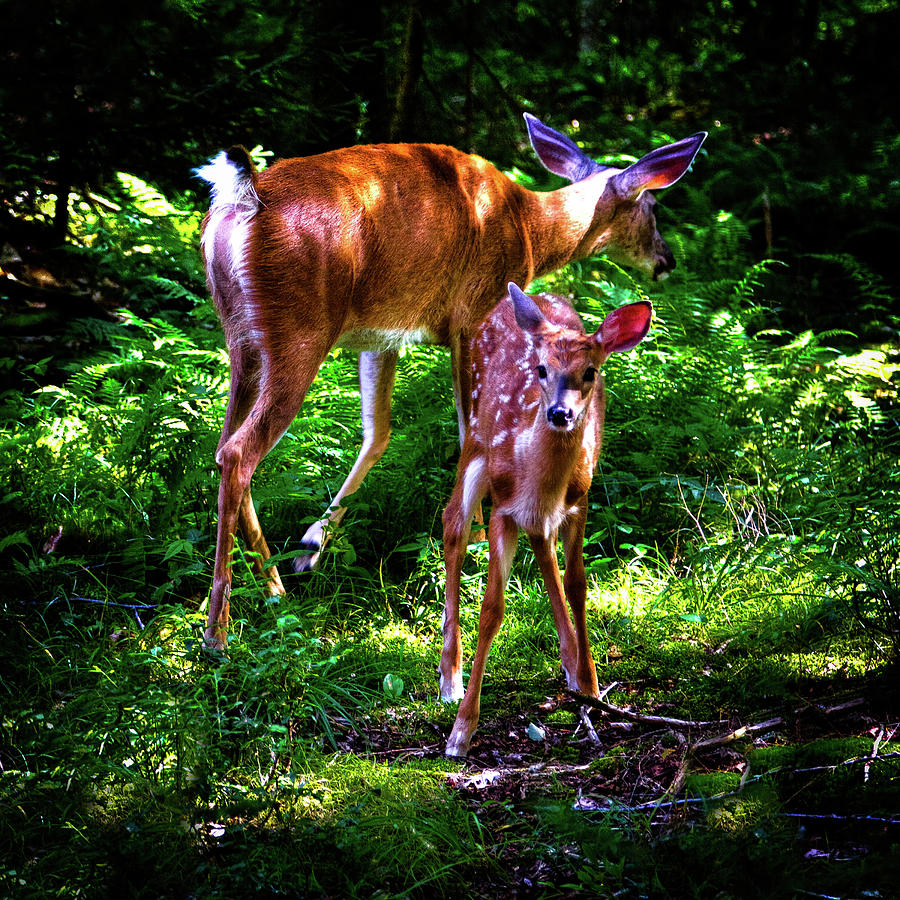Mom and Fawn Photograph by David Patterson