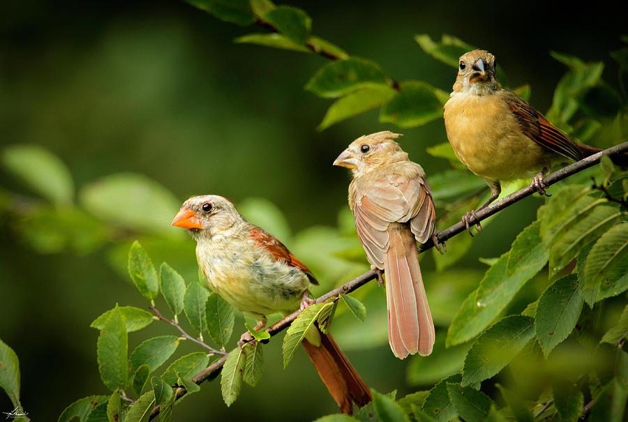 Bird Photograph - Mom and Her Kids by Phil And Karen Rispin