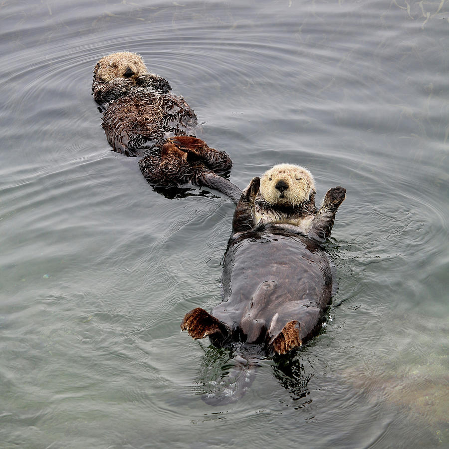 Mom and Juvenile Sea Otters Photograph by Art Block Collections