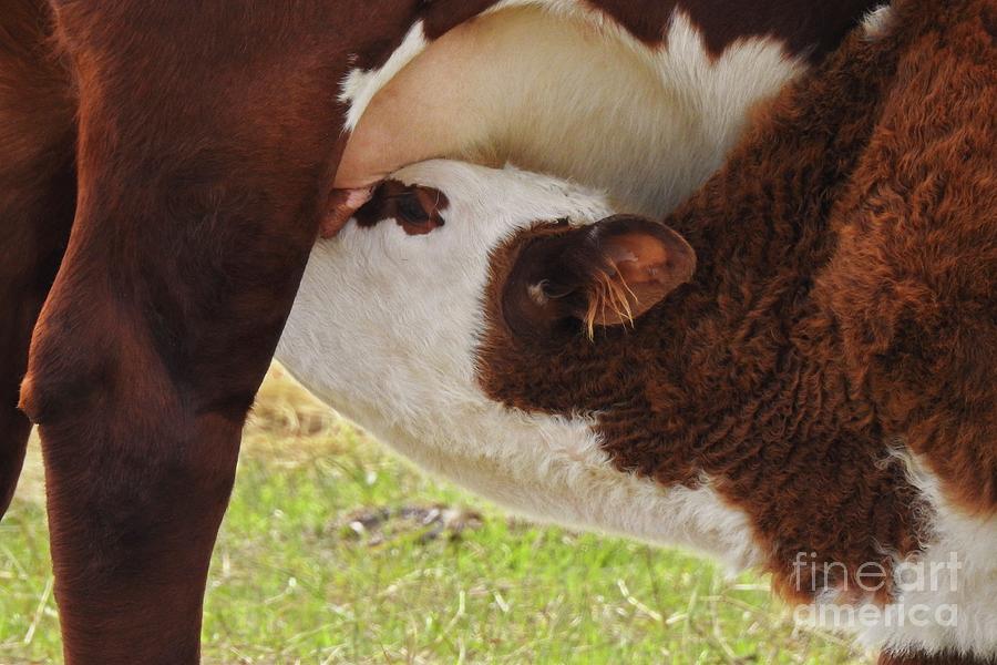 Mom and Nursing Calf - Cow Art #603 Photograph by Ella Kaye Dickey