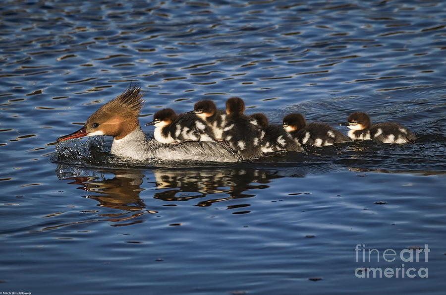 Duck Photograph - Mom And The Kids by Mitch Shindelbower