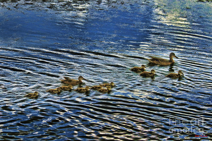 Mom Dad And Their Ten Baby Ducks Photograph by Blake Richards