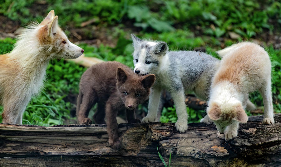Mom fox and her cubs Photograph by Sam Rino