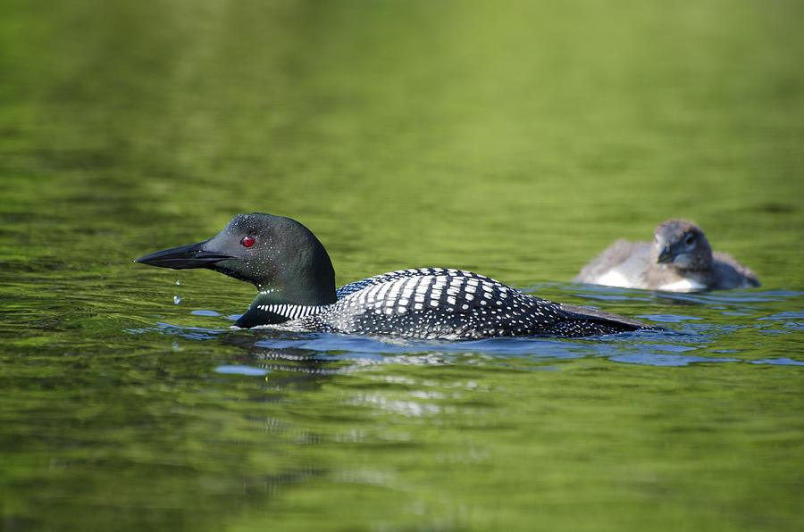 Mom Loon Swims With Baby Photograph by Donna Doherty