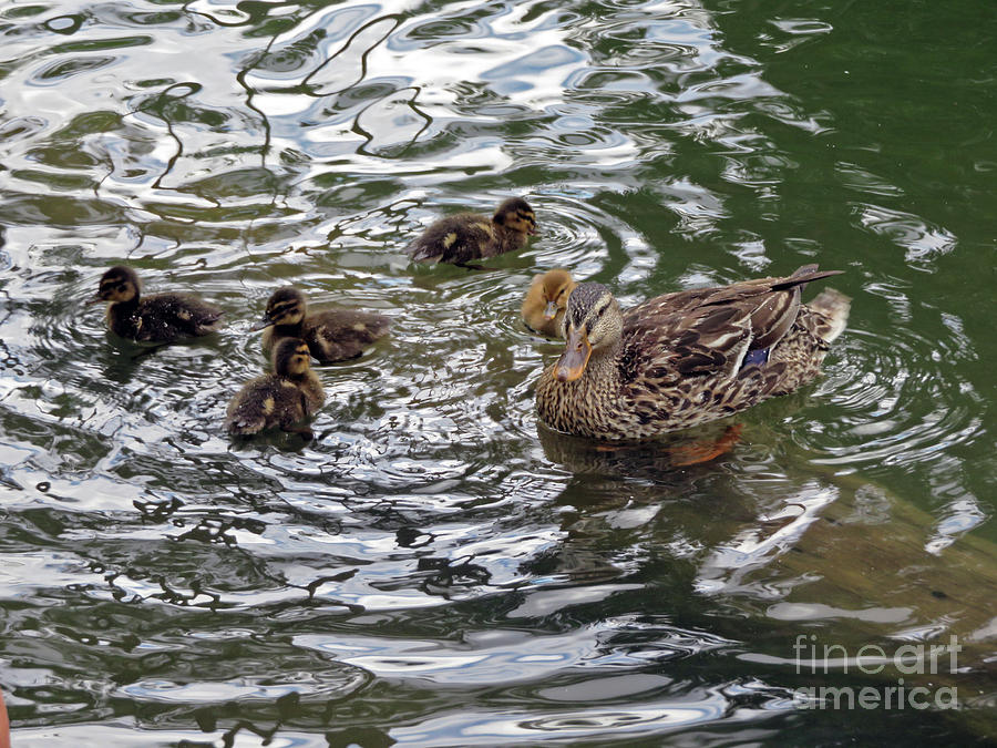 Mom Mallard and ducklings Photograph by Cindy Murphy - NightVisions