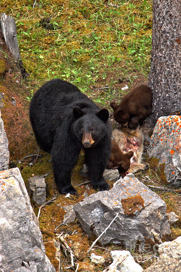 Banff National Park Photograph - Mom Protecting The Kids Feast by Adam Jewell