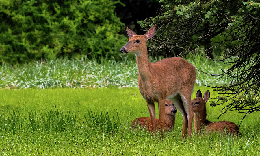 Mom standing guard over fawns Photograph by Sam Rino