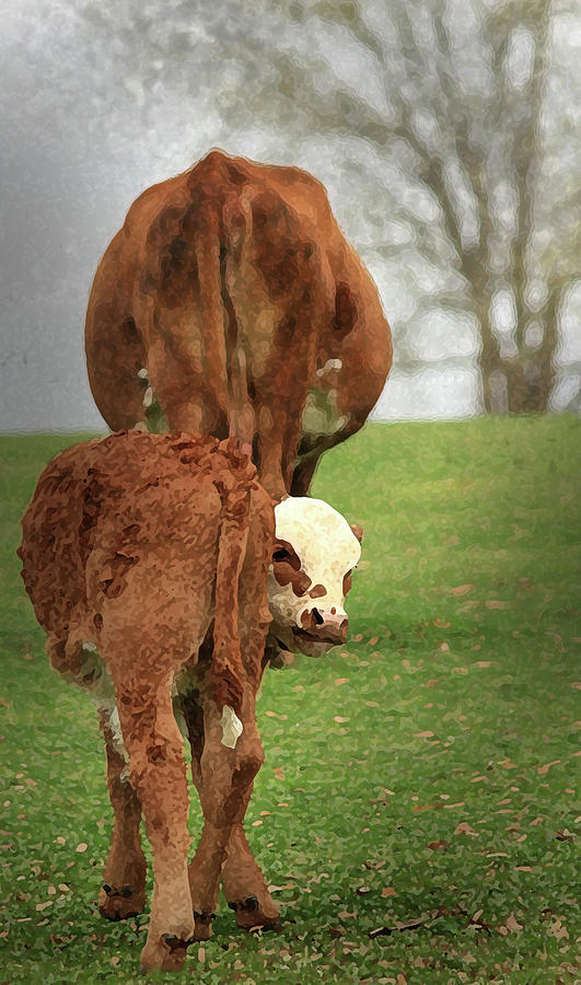 Cow Digital Art - Moma Said by Kim Henderson