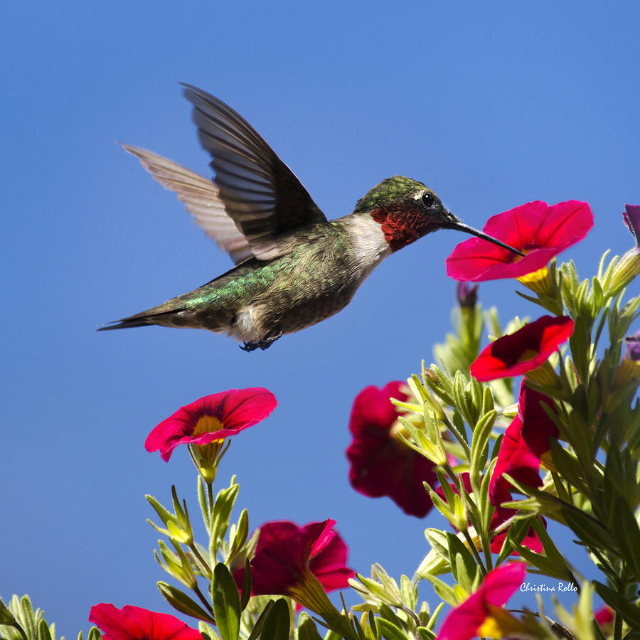 Moment Of Joy Hummingbird Square Photograph by Christina Rollo
