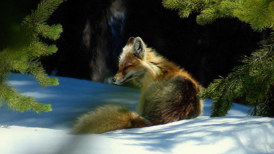 Yellowstone National Park Photograph - Moment of Rest.. by Al Swasey