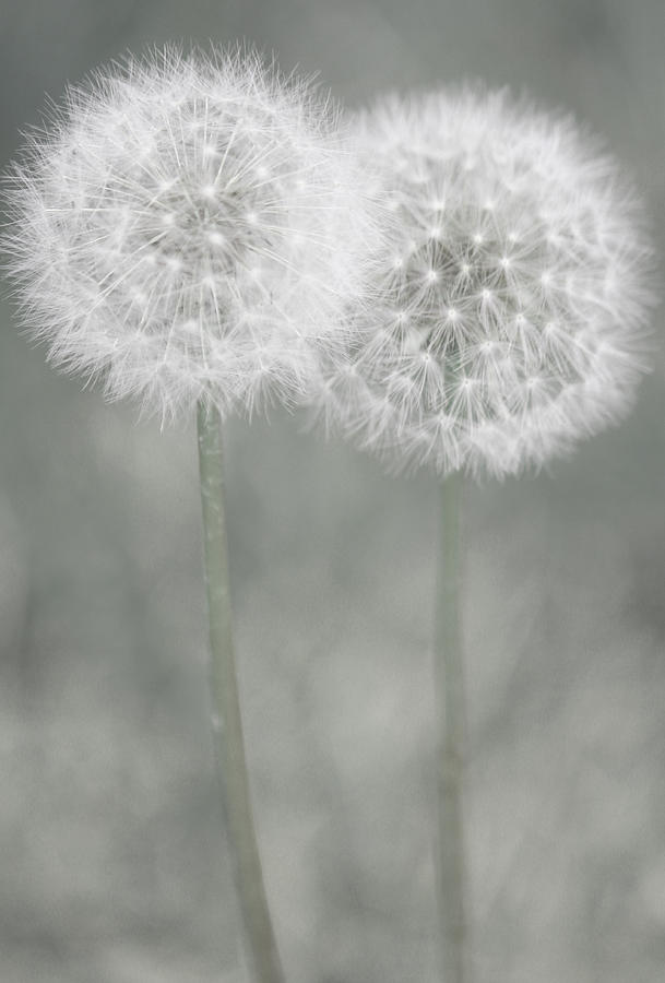Flower Photograph - Moment of Tenderness by The Art Of Marilyn Ridoutt-Greene