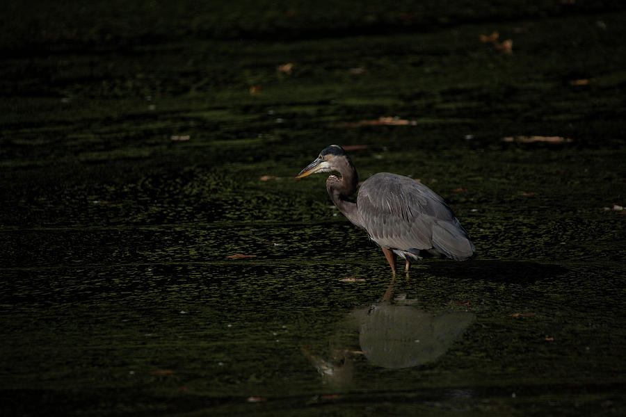 Nature Photograph - Moment Of The Heron by Karol Livote