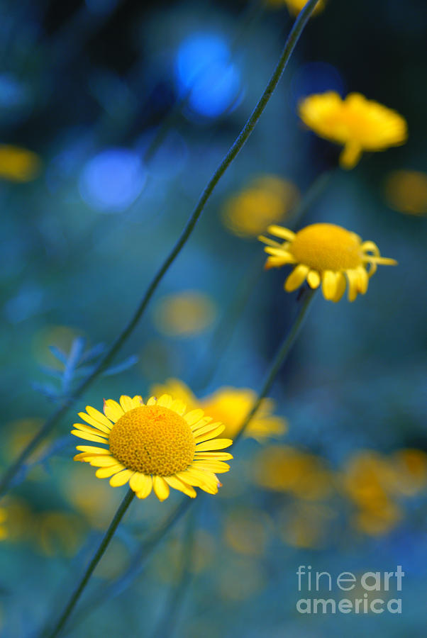Daisy Photograph - Momentum 04a by Variance Collections