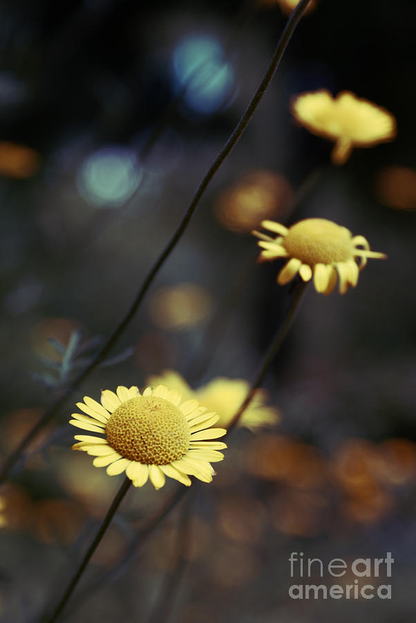 Flower Photograph - Momentum by Aimelle Ml