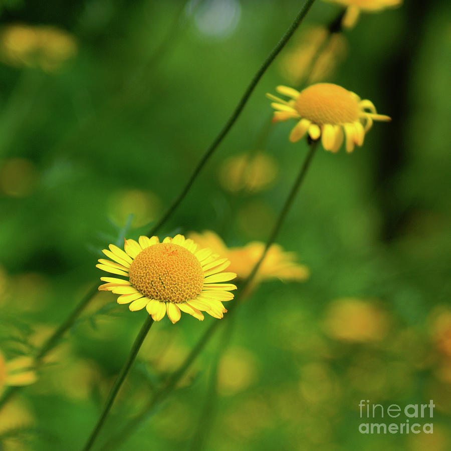 Flower Photograph - Momentum - enh2 by Variance Collections