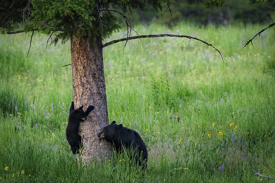 Momma and Baby Bear #2 Photograph by C  Renee Martin