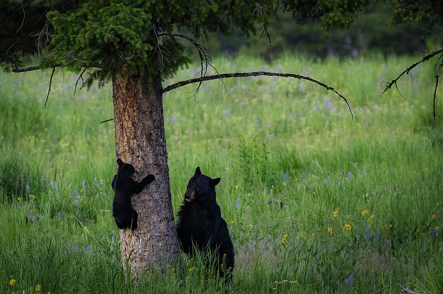 Momma and Baby Bear Photograph by C  Renee Martin