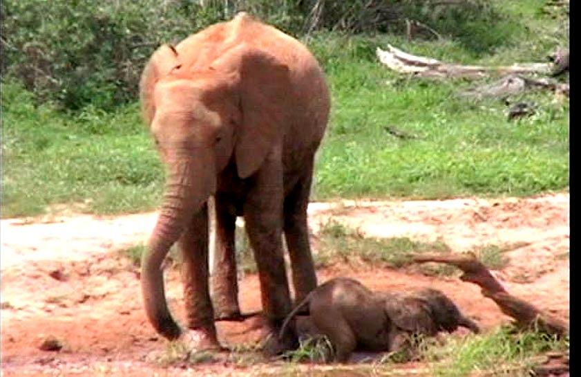 Momma And Baby Elelphant Tsavo National Park Kenya Photograph by Jay Milo