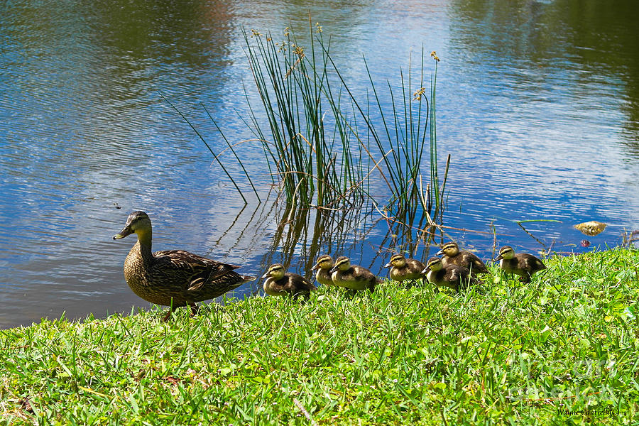 Momma and Her Baby Ducklings Photograph by Wayne Cantrell
