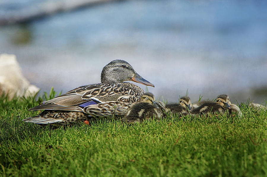Momma And Her Ducklings Photograph by Susan McMenamin