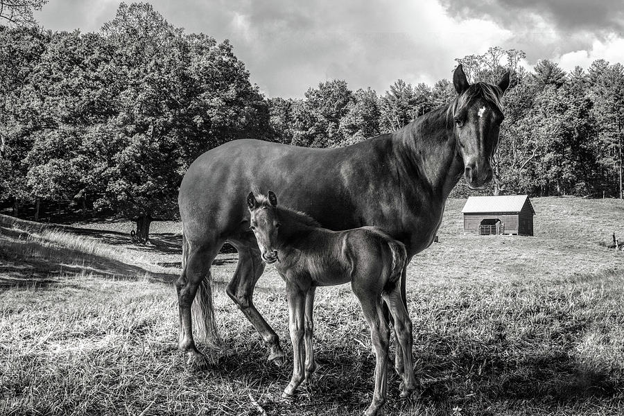 Momma and Her Young One in Black and White Photograph by Debra and Dave Vanderlaan
