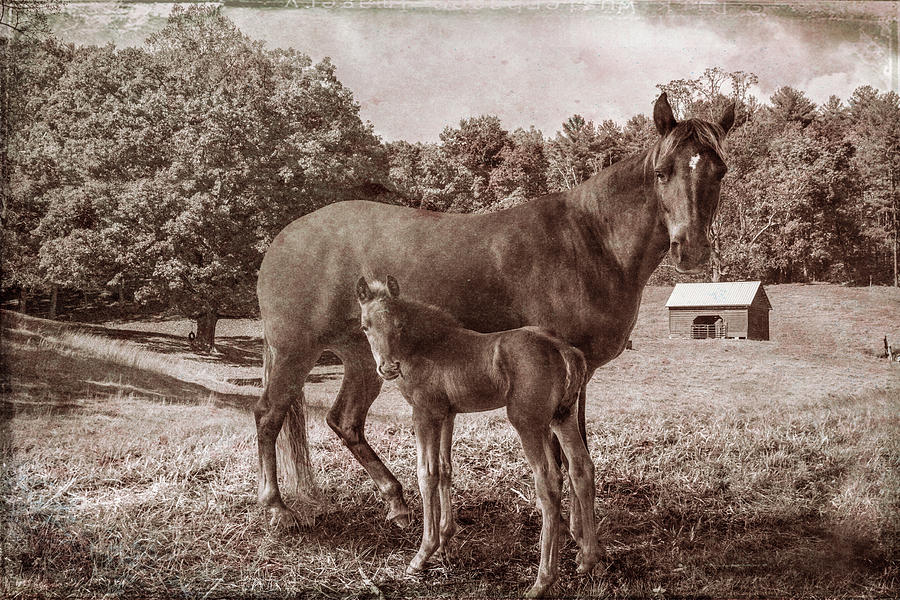 Momma and Her Young One in Sepia Tones Photograph by Debra and Dave Vanderlaan